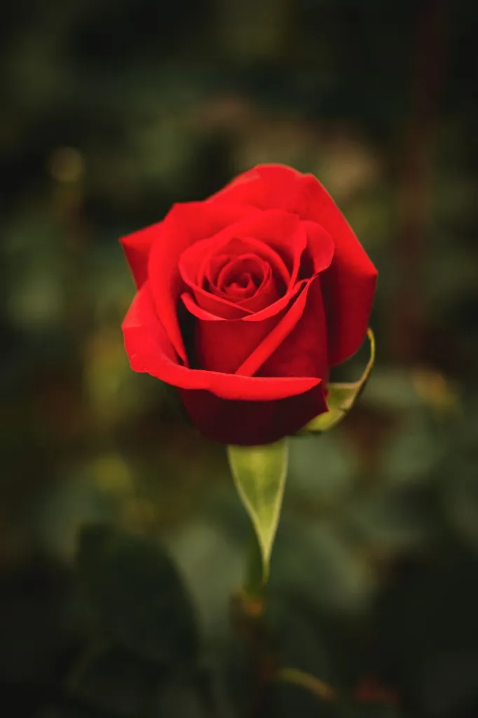 1. ROSA FREEDOM.webp