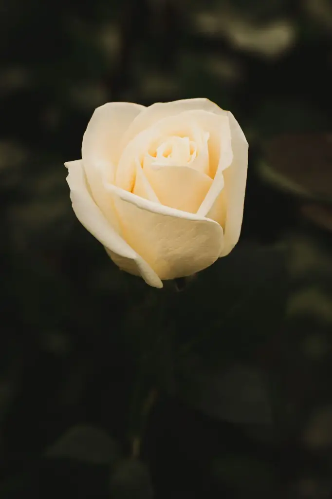 DSC_0146.webp