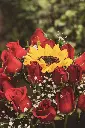 DSC_0173.webp