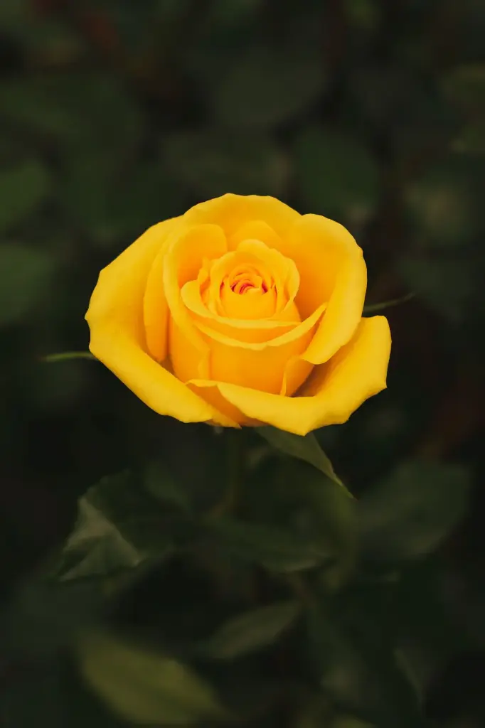 DSC_0176.webp