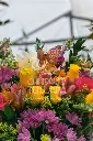 DSC_0105.webp